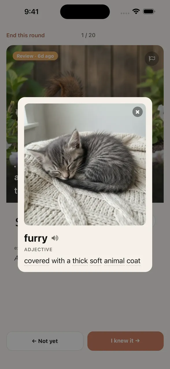 After tapping furry, a card opens over the squirrel card with a sleeping kitten image, the part of speech, and the English definition.