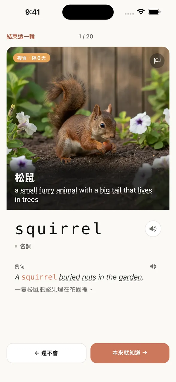 查看答案後的同一個畫面。單字是 squirrel（松鼠），也會顯示例句和中文譯文。
